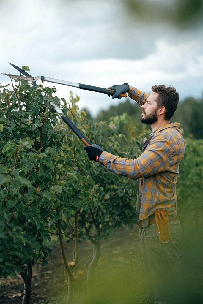 Pruning