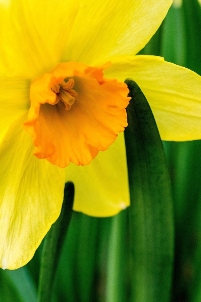 pexels-hilary-halliwell-1031403