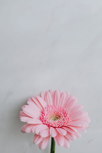 Blossom grace