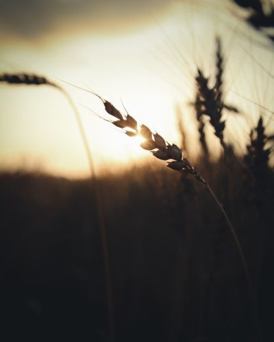 Harvest and distribute the grace we receive