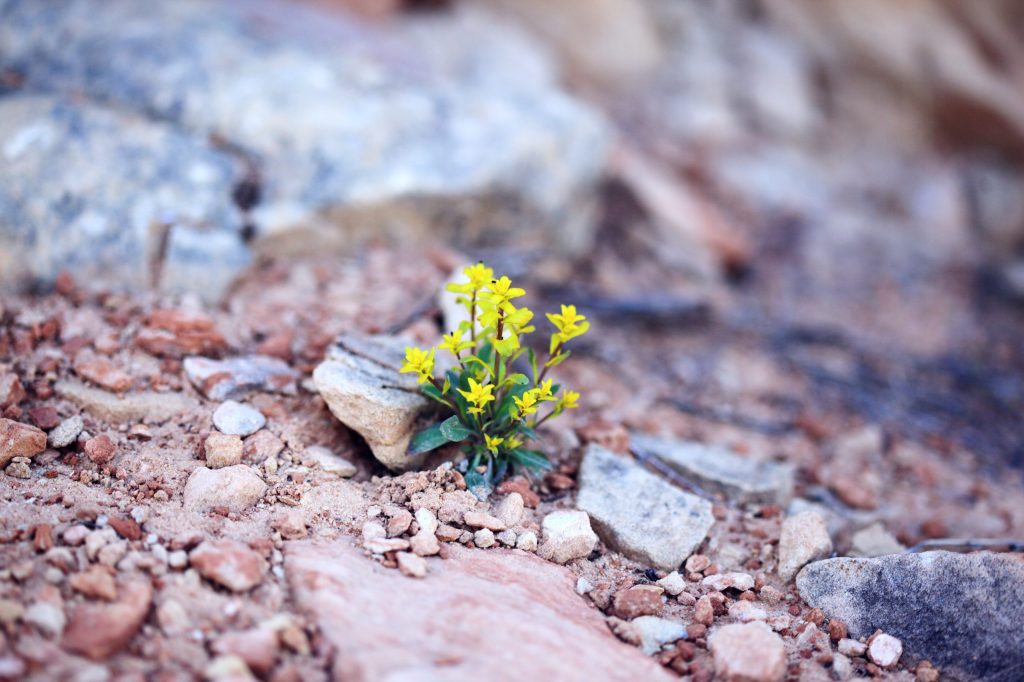 alexander-grey-2eAkk5lIkC8-unsplash