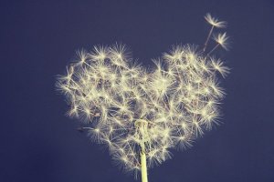 dandelion-5063527_640
